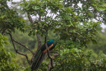 Green peafowl under tree
