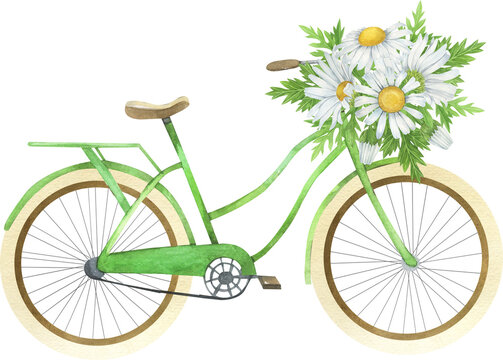 Watercolor green vintage bicycle, Spring flowers, daisy flowers. Vintage transport