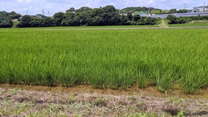 rice fields