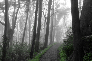 Trail crossing Blue Gum Eucalyptus Forest in Summer Fog. Mount Davidson, San Francisco, California, USA.