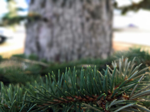 Smell the Pine
