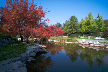Obraz premium Autumn scenery in Dawangjing Park, Chaoyang District, Beijing