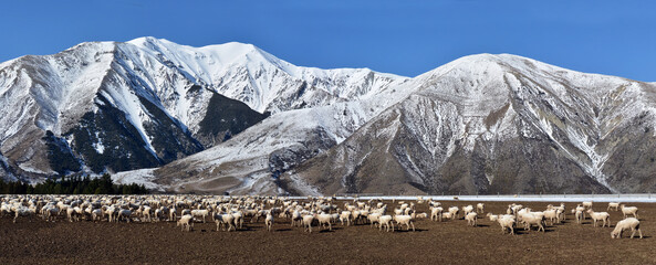 Panoramic photo of Sheep at Castle Hill, Winter, New Zealand