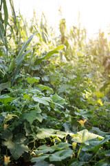 Pumpkin seedlings growing vigorously in autumn in northern China