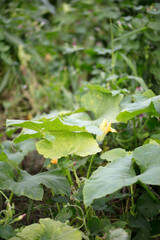 The lush pumpkin seedlings are growing in autumn