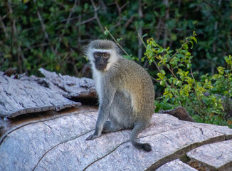 Monkey business - a vervet monkey isolated sitting on a fallen log
