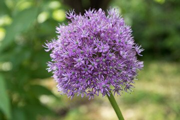 Close-up pink or lilac flower. Background, texture. Allium