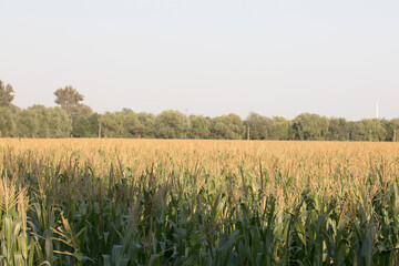 Large areas of corn fields grow in the early autumn season