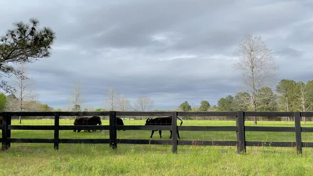 Livestock grazing in a pasture behind a brown wooden fence in the country