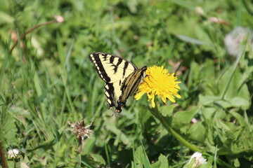 Tiger Swallowtail Feeding, Pylypow Wetlands, Edmonton, Alberta