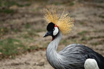 Beautiful Grey crowned crane bird.