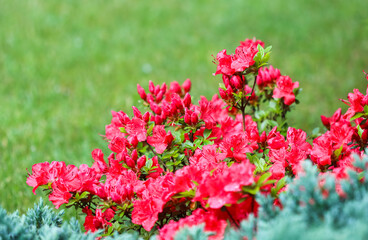 Blooming red azalea flowers and buds on a green background in a spring garden. Gardening concept