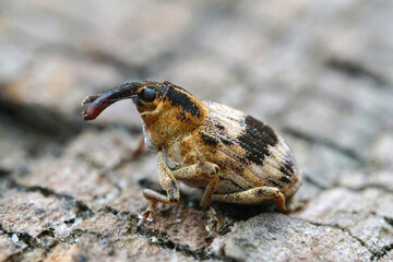 Closeup on an attractive and  small weevil species, Tapeinotus sellatus which parasites garden (Lysimachia vulgaris) or tufted loosestrife (Lysimachia tyrsiflora)
