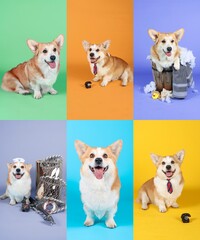 collage of welsh corgi in color background 