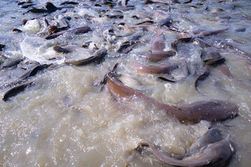 Many catfish in the swamp at a public park.