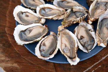 The opened fresh oysters are neatly placed on the plate