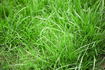 Fresh green grass on lawn