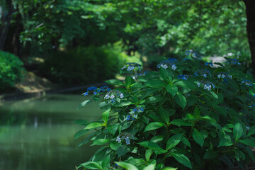 紫陽花