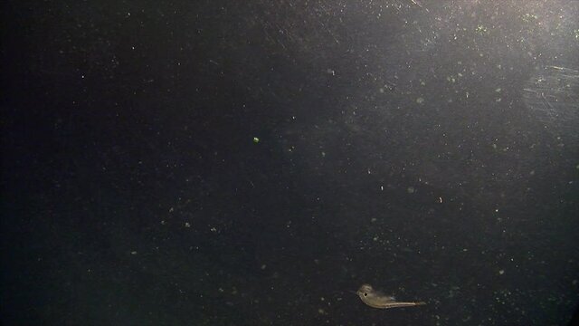 Tadpole shrimp and brine shrimp swim in slow motion.