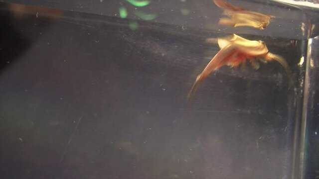 A tadpole shrimp swims in an aquarium.