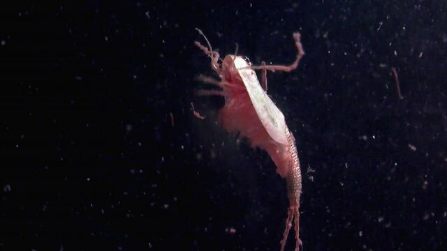 A tadpole shrimp (triops longicaudatus) drifts down and swims in slow motion.