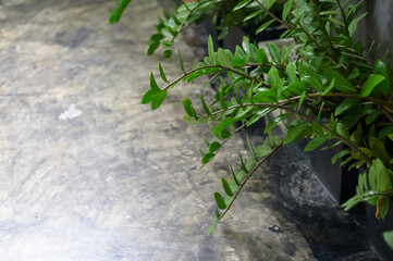 Modern Backyard with natural plants Modern Backyard with natural plants