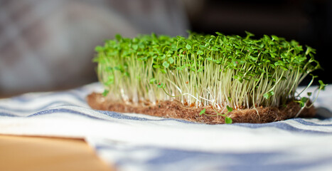 Close-up of micro greens of mustard, arugula and other plants at home. Growing mustard and arugula sprouts in close-up at home.The concept of vegan and healthy food.Micro-green plants on a white plate
