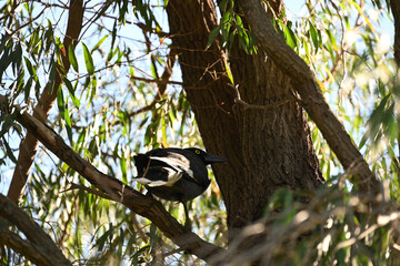 A pied currawong seeking shade in a eucalyptus tree