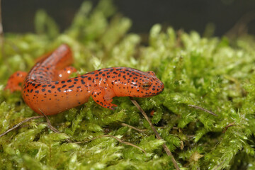 Obraz na płótnie Canvas Closeup on the colorful Blue Ridge Red Salamander, Pseudotriton ruber on green moss