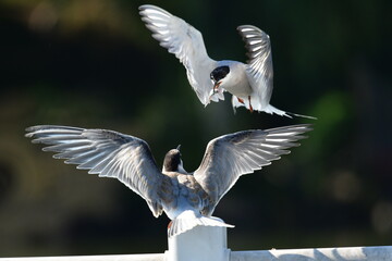 bird
