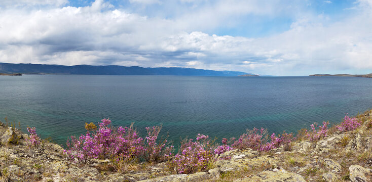 Panoramic view on the coast of Baikal Lake. Wild flowering bushes of pink rhododendron or bagulnik on rocky shore of Olkhon Island. Beautiful landscape. Natural background. Travel and vacation concept