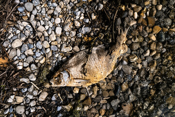dead decomposed fish on the beach