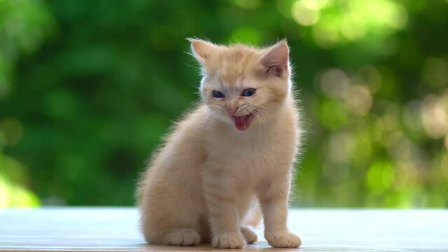 Cute orange kitten crying on wood table