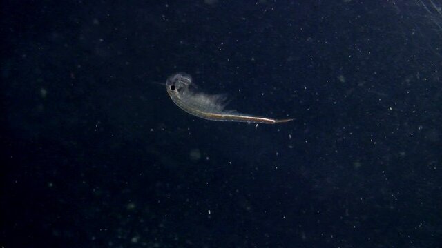 Close-up of brine shrimp (artemia) swimming in slow motion and changing direction.