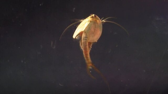 A tadpole shrimp swims in slow motion.