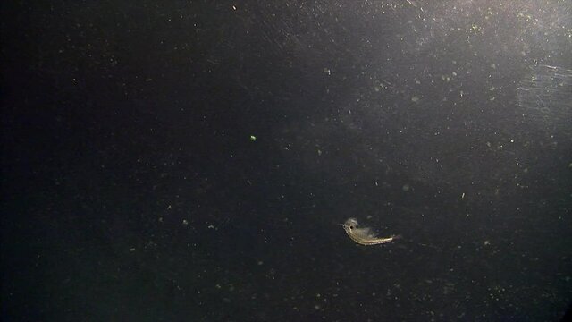 Brine shrimp (artemia) swims in slow motion.