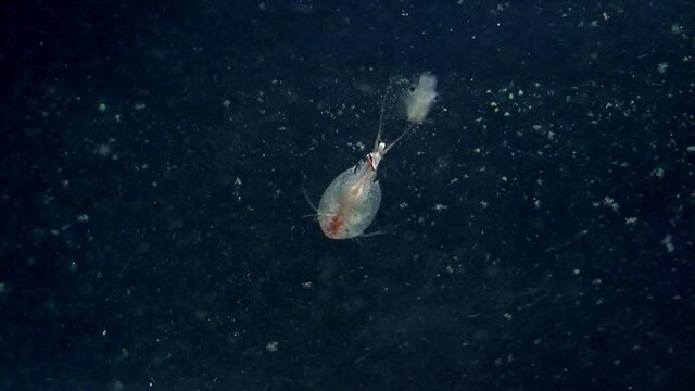 Tadpole shrimp (triops longicaudatus) with transparent body swims near a brine shrimp (artemia).