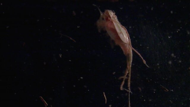 A triops (triops longicaudatus) swims upward to water surface in slow motion.