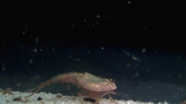 A tadpole shrimp (triops longicaudatus) crawls on underwater gravel.