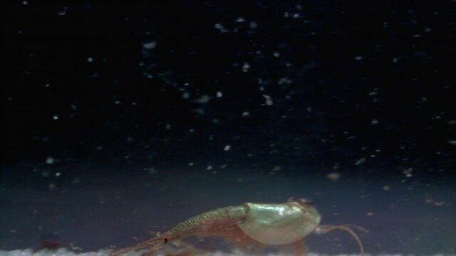 A triops swims and crawls underwater.