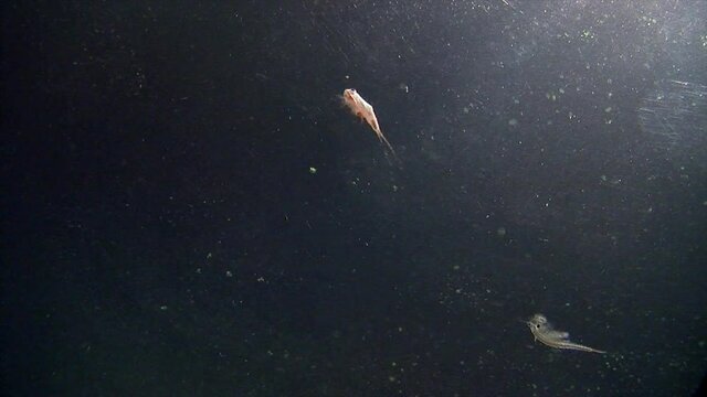 Tadpole shrimp and brine shrimp swim together underwater.