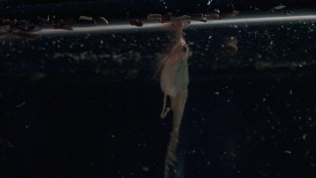A tadpole shrimp (triops longicaudatus) swims near the water surface in slow motion.