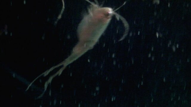 A tadpole shrimp (triops longicaudatus) swims in slow motion showing dorsal and ventral sides.