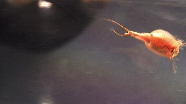 A tadpole shrimp (triops longicaudatus) swims around inside an aquarium and digs in gravel.