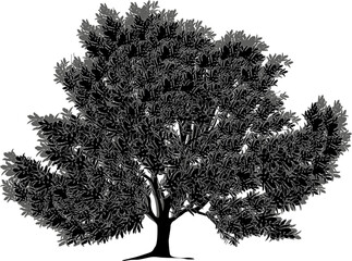 black tree with large branches and grey shadow