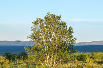 Birch tree in a wilderness view