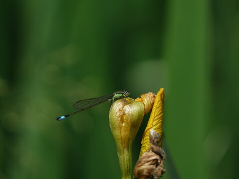 Blue Tailed Damselfly (Ischnura Elegans)