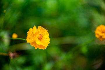 Yellow flowers and green leaves blurred background.
