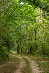 Obraz premium road in the forest