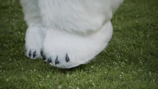 Paws of the costume of huge fluffy polar bear bounce on the grass. Paws of a toy polar bear with black claws, close up.